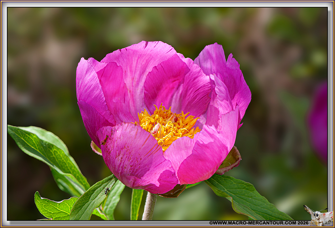 Pivoines